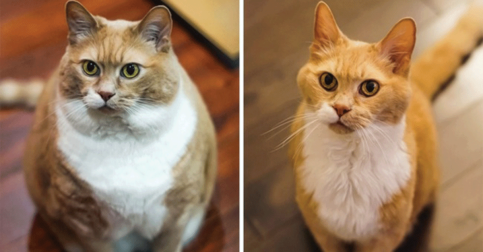 13 Animals Who Nailed the Weight Loss Game, and We Can’t Help but Be Inspired