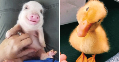 21 Baby Animals That Can Save Your Gloomy Day