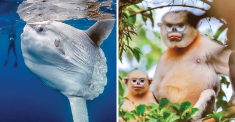 20 Rare Animals That May Soon Go Extinct