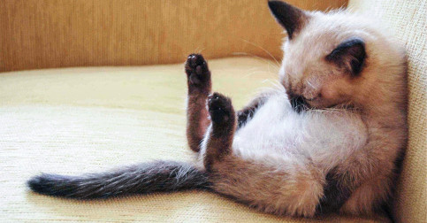 If You Ever Feel Sad, These 31 Sleeping Cats Will Make You Smile