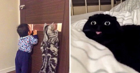 20 Adorable Cats We Fell in Love With Once and Forever