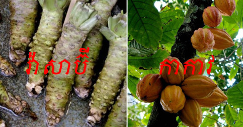 បើកបង្ហាញរូបភាពបន្លែ និងផ្លែឈើមុនពេលប្រមូលផល តើអ្នកធ្លាប់បានឃើញពួកវាដែរឬទេ?