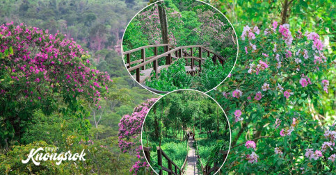 ស្រុកខ្មែរស្អាតណាស់! រដូវផ្ការីកនៅតាមជួរភ្នំដងរែក មើលមួយភ្លែតស្មានតែនៅបរទេស!