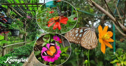 សួនមេអំបៅ នៅក្រុងកែប  បានទៅលេងឬនៅ ឡើងស្អាតប្លែកអាចប្រលែងលេងជាមួយមេអំបៅចម្រុះពណ៌ឡើងច្រើនប្រភេទ