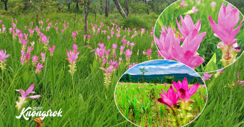 ផ្កាចាហួយ នៅភ្នំអំពិល ខេត្តសៀមរាបចាប់ផ្តើមរីកហើយ ​ឡើងស្រស់ស្អាតដូចឋានសួគ៌!