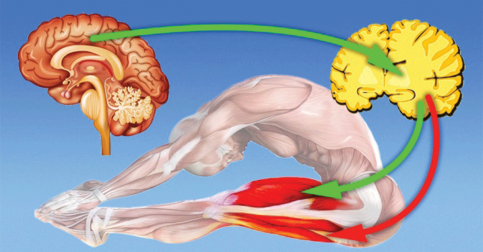 10 Back Exercises You Can Do to Make Your Body Thrive