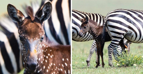 Photographer Captures an Incredibly Rare Baby Zebra With Spots Instead of Stripes (We Found 5 More Unique Animals That Will Steal Your Heart)