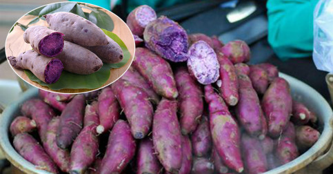 ញាក់សាច់ ពេលមកដឹងពីគុណប្រយោជន៍នៃការទទួលទានដំឡូងឈាមមាន់ ​ឬដំឡូងពណ៌ស្វាយ