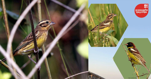 ចាបព្រៃវែង(Yellow-breasted Bunting Enberiza aueola)ជាប្រភេទជិតផុតពូជបំផុតលើលោកបម្លាស់ទី​មក​កាន់​ប្រទេស​កម្ពុជា