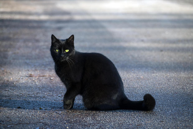 Black Cat With Green Yellow Eyes Sitting On The Street