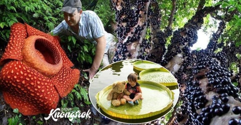 រឿងរ៉ាវចម្លែកៗទាំង៦ នៅក្នុងព្រៃ Amazon ដែលអ្នកមិនធ្លាប់ដឹងពីមុន