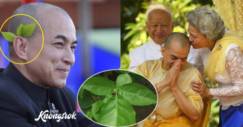 តើអ្នកដឹងទេ ហេតុអ្វីព្រះករុណាព្រះបាទសម្ដេច ព្រះបរមនាថ នរោត្ដមសីហមុនី សៀតស្លឹកព្នៅបីស្លឹកក្នុងពេលប្រារព្ធពិធីបុណ្យប្រពៃណីជាតិធំៗ?