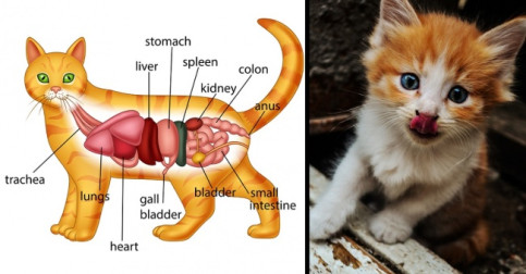 10 Foods You Shouldn’t Give to Your Cat No Matter How Pitifully It Asks
