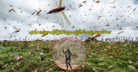 គ្រោះ​មួយ​ទៀត​ហើយ! ហ្វូង​សត្វកណ្ដូប​វាល​ខ្សាច់​រាប់​លាន​ក្បាល​អាច​នឹង​ឆ្លង​ចូល​ដល់​តំបន់​អាស៊ី