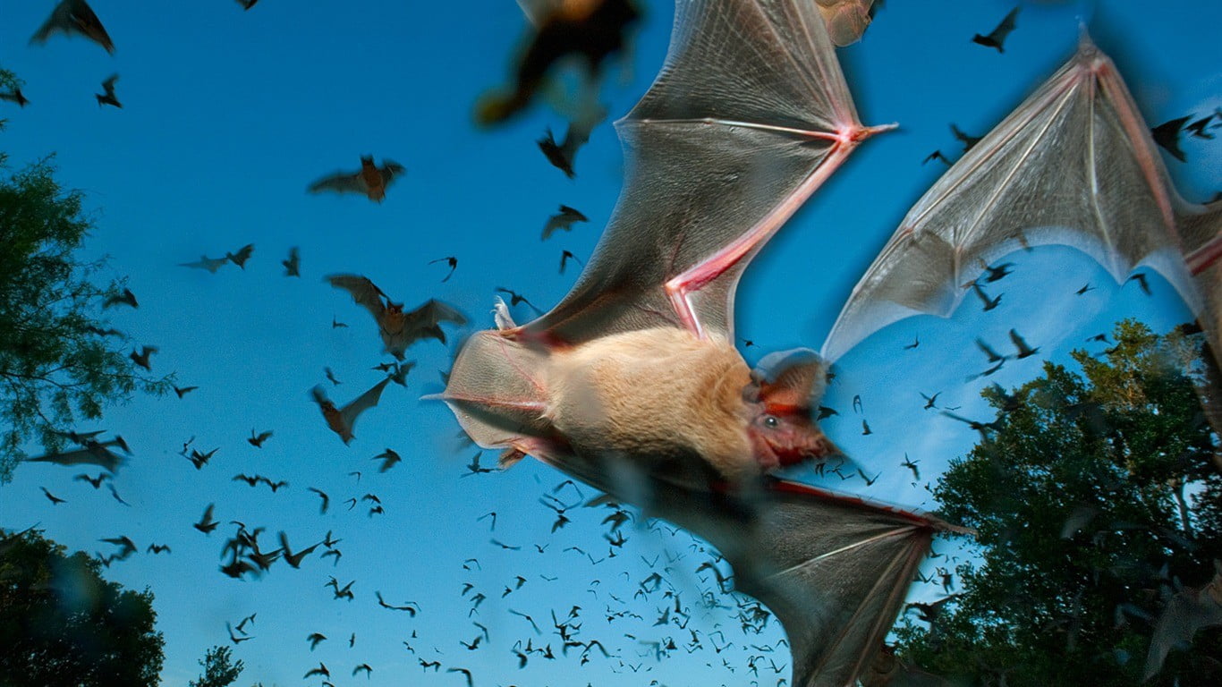 Animals Bats Group Wallpaper