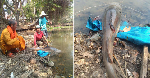 បាន​បុណ្យ​ណាស់! ស្កាត់​ទិញ​ត្រី​ទម្ងន់ ២០ គ.ក ​កំពុង​ពពោះ​ពី​អ្នក​នេសាទ យក​ទៅ​ព្រលែង​នៅ​វត្ត ស្រាប់​តែ​ហែល​ត្រលប់​មក​វិញ​សម្លឹង