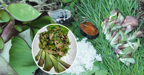 ស្គាល់ទេ ដើមប្រោះ ឬប្រោះស្វា ​រុក្ខជាតិឱសថជំនួយច្រើនយ៉ាង ​ពិសេសអាចយកធ្វើអន្លក់ និងធ្វើម្ហូបជាច្រើនមុខបានទៀត