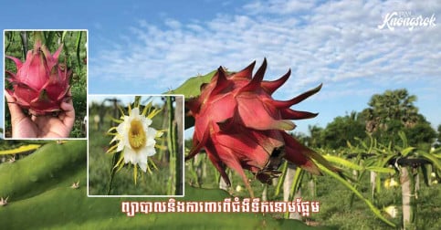 អ្នកនឹងចង់ទទួលទានផ្លែស្រកានាគប្រសិនបើបានដឹងអំពីអត្ថប្រយោជន៍របស់ផ្លែឈើនេះ!