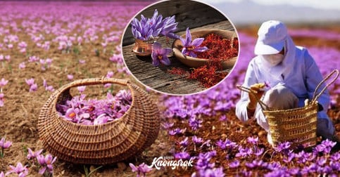 ដឹងអត់ Saffron ជាប្រភេទផ្កាដ៏មានតំលៃបំផុត ជួយដល់សុខភាព និងសម្រស់ ហើយជាគ្រឿងទេសដែលឆ្ងាញ់បំផុតសំរាប់ឋានៈត្រកូលអភិជន