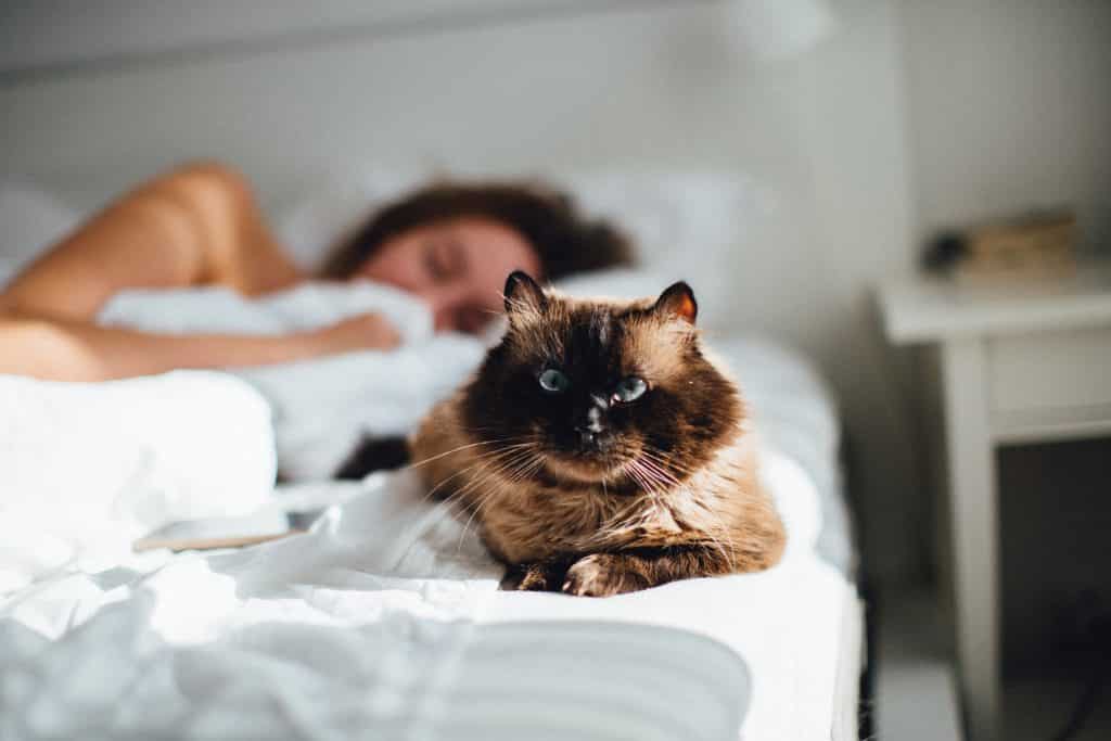 Himalayan In Bed 1 1024x683