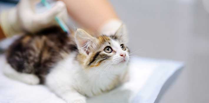 Website Image Cat Vaccination