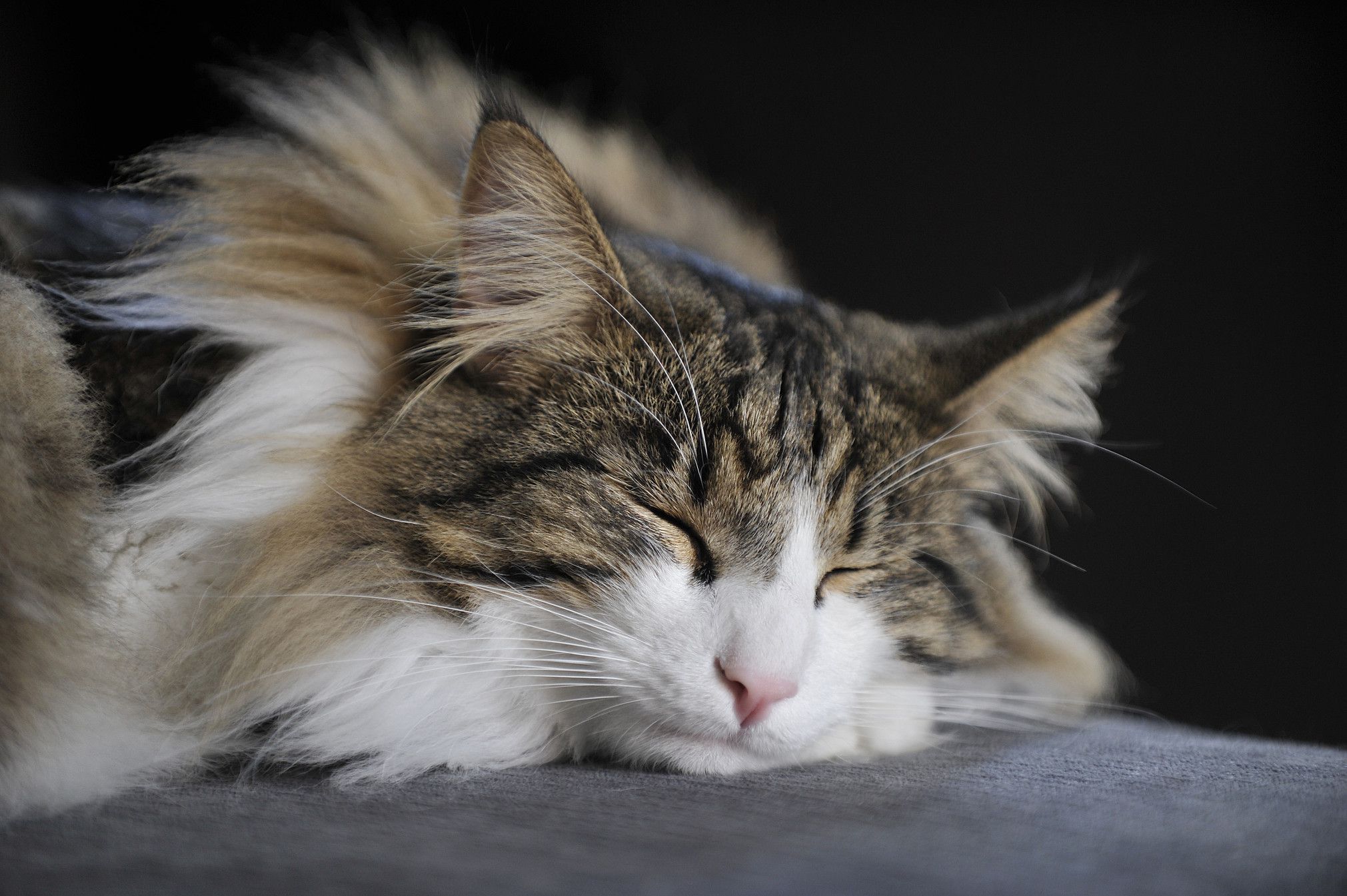 Pets Cat Fluffy Sleepy Cats Snooze Content Norwegian Magestic Nap Time Fluffy Cat Long Haired Cat_t20_mvejw8 5bf2aa50c9e77c0026672887