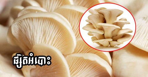 សារៈប្រយោជន៍របស់ផ្សិតអំបោះ! ដែលគ្រប់គ្នាមិនធ្លាប់ដែលដឹង