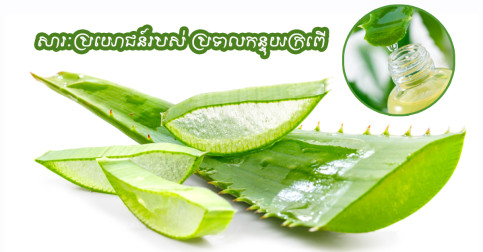 តោះ! មកដឹងពីសារៈប្រយោជន៍របស់ ប្រទាលកន្ទុយក្រពើ ទាំងអស់គ្នា!