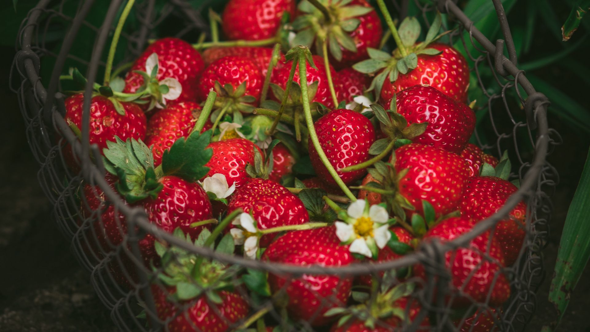 Strawberry_berries_basket_140439_1920x1080