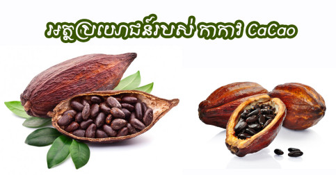 សារៈប្រយោជន៍របស់កាកាវ (cacao)