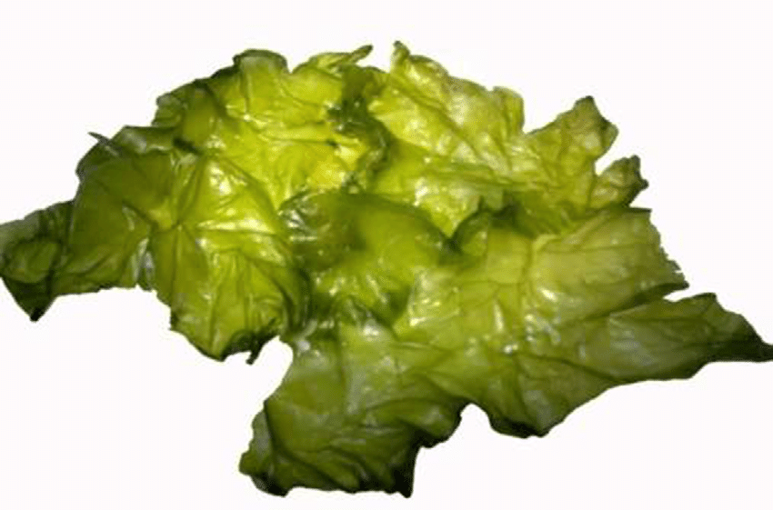 Ulva Lactuca Sea Lettuce