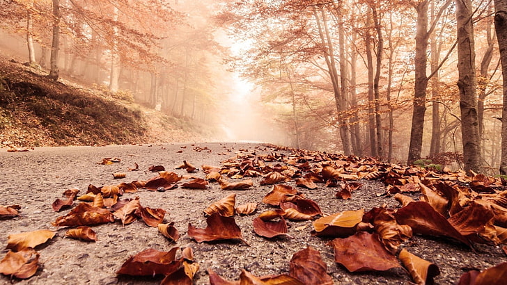 Road Leaves Nature Wallpaper Preview