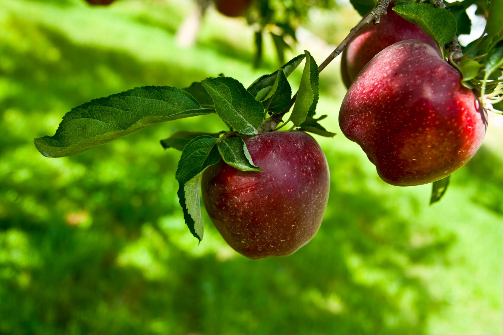 Apples On Tree