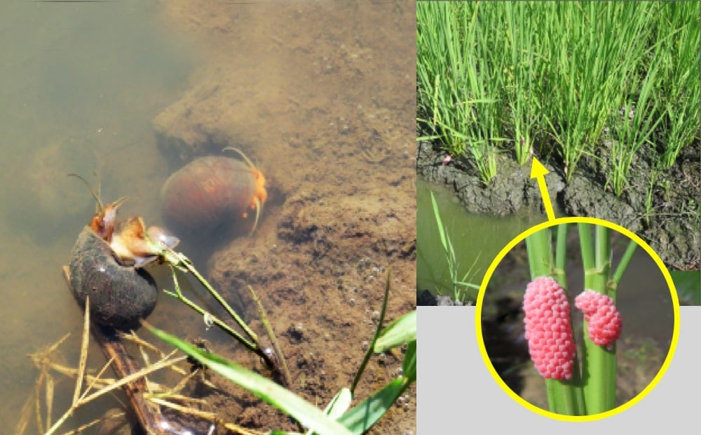 Golden Apple Snail Outbreak Kephis 2