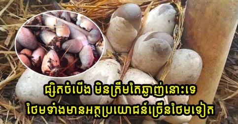 ផ្សិតចំបើង មិនត្រឹមតែឆ្ងាញ់ទេ ថែមទាំងអាចជួយការពារជំងឺផ្សេងៗបានថែមទៀតផង
