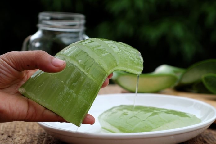 How To Tell If Aloe Vera Gel Is Spoiled 696x464