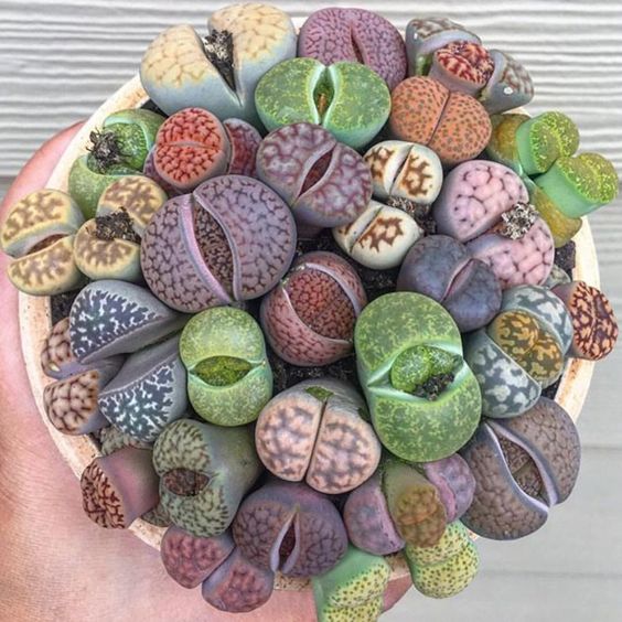 Lithop Mixed