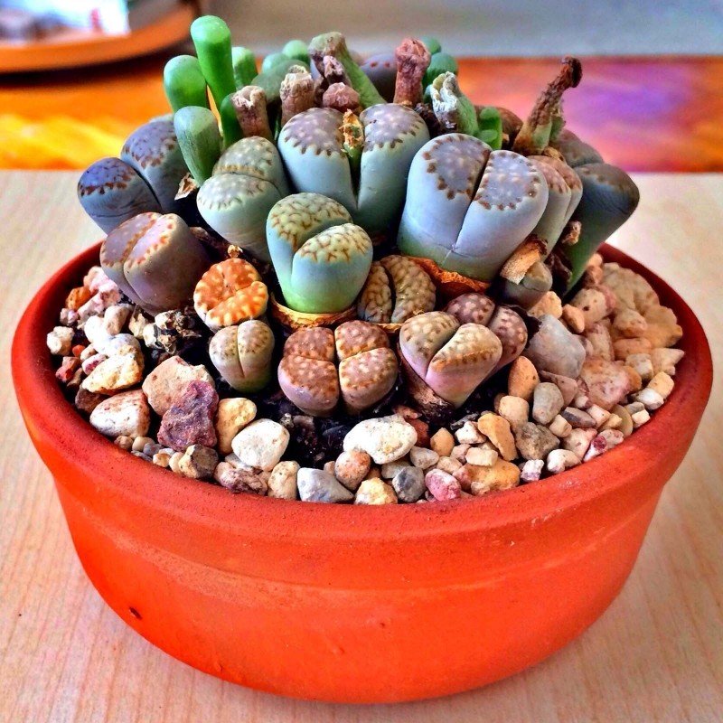 Lithops Seeds