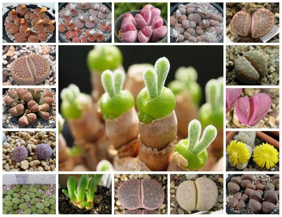 Living Stones Seed Lithops Species Mix Growing Cactus Succulent Is Fun And Rewarding Perennial 1_907x700