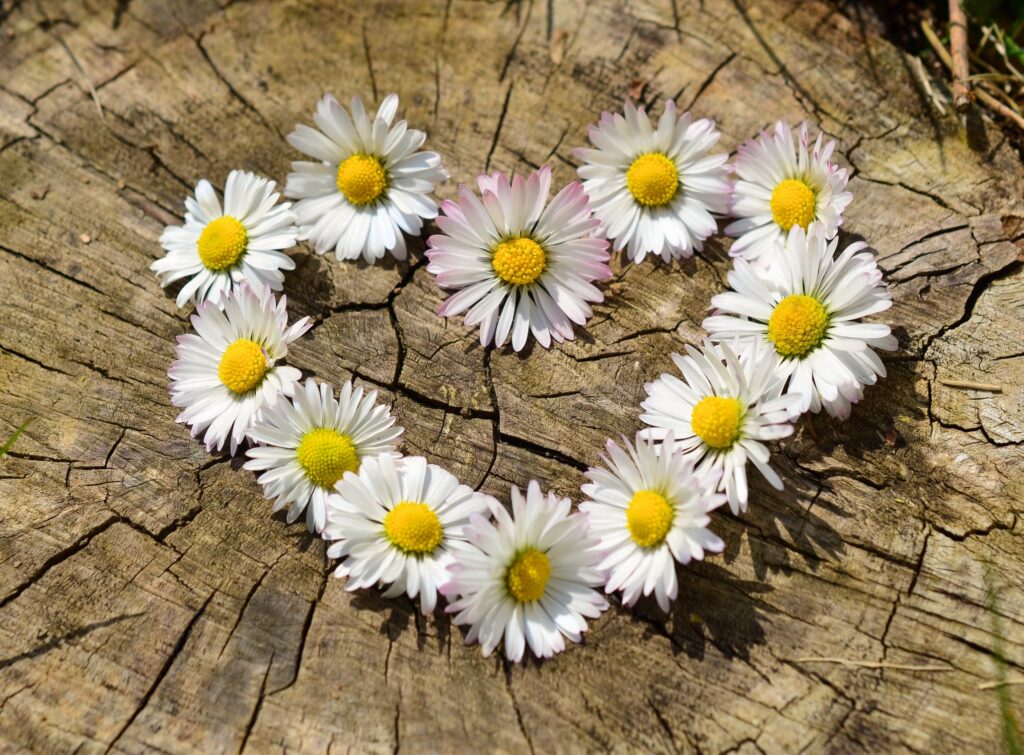 Daisy Heart Flowers Flower Heart 1024x755