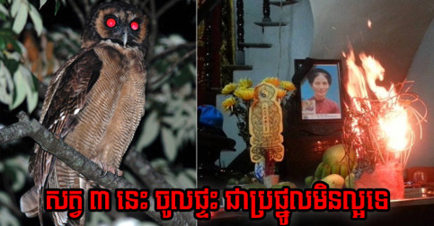 តាម​ក្បួន​ហុងស៊ុយ៖ សត្វចង្រៃ ៣ នាំ​ឲ្យ​ស្រុត​លាភ ទៅ​ដល់​ទី​ណា នាំ​ស៊យ​ដល់​ទី​នោះ