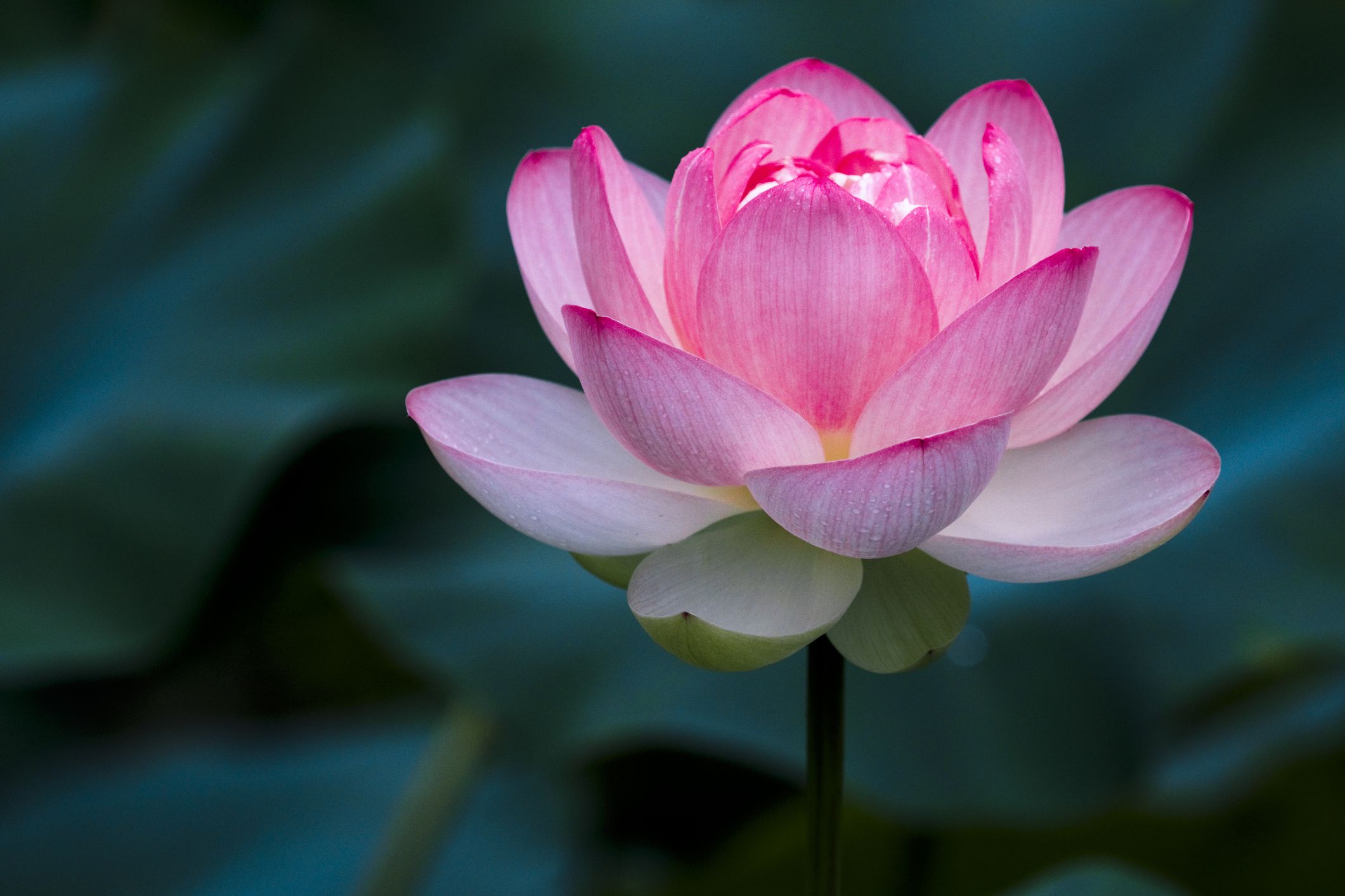 Lotus Flower 828457262 5c6334b646e0fb0001dcd75a