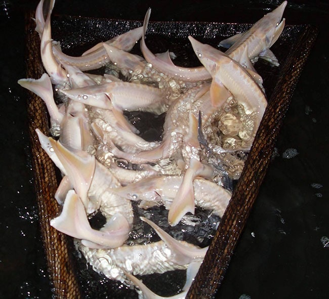 Albino Sturgeon Eggs