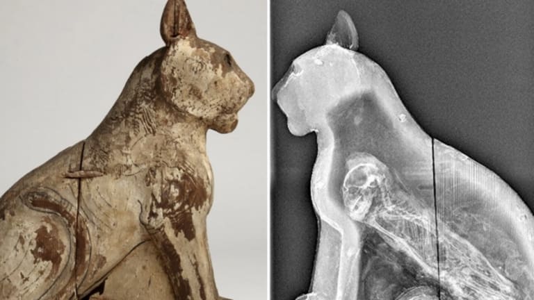 Scientists Reveal Inside Story Of Ancient Egyptian Animal Mummiess Featured Photo