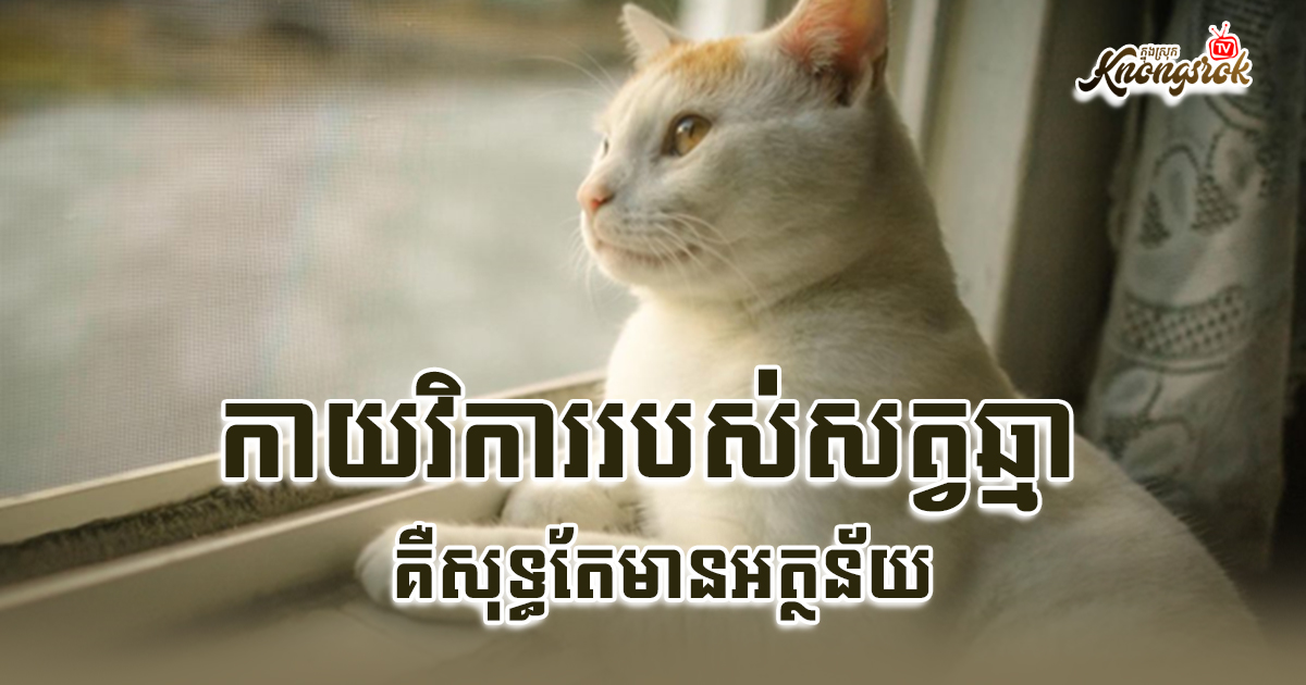 កាយវិការរបស់សត្វឆ្មាគឺសុទ្ធតែមានអត្ថន័យ...