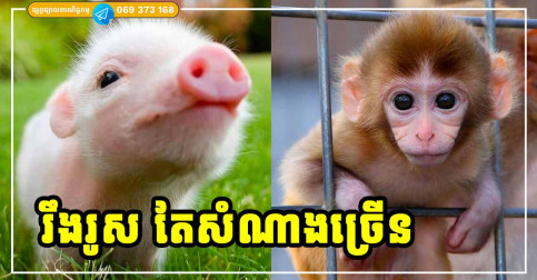 អ្នកឆ្នាំទាំង ៣ ពីក្មេងចរិតរឹងរូសបន្តិច តែចាស់ទៅរឹតតែមានសំណាង