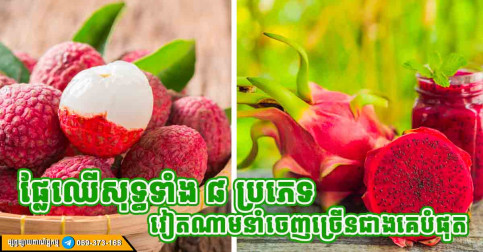 ផ្លែឈើ ៨ ប្រភេទ ដែលដាំដុះក្នុងប្រទេសវៀតណាម និងនាំចេញច្រើនជាងគេបំផុតលើពិភពលោក