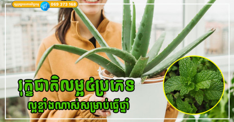 រុក្ខជាតិលម្អ៤ប្រភេទ ដែលគេនិយមដាំនៅក្នុងសួនច្បារ ប៉ុន្តែល្អខ្លាំងណាស់សម្រាប់ធ្វើថ្នាំ