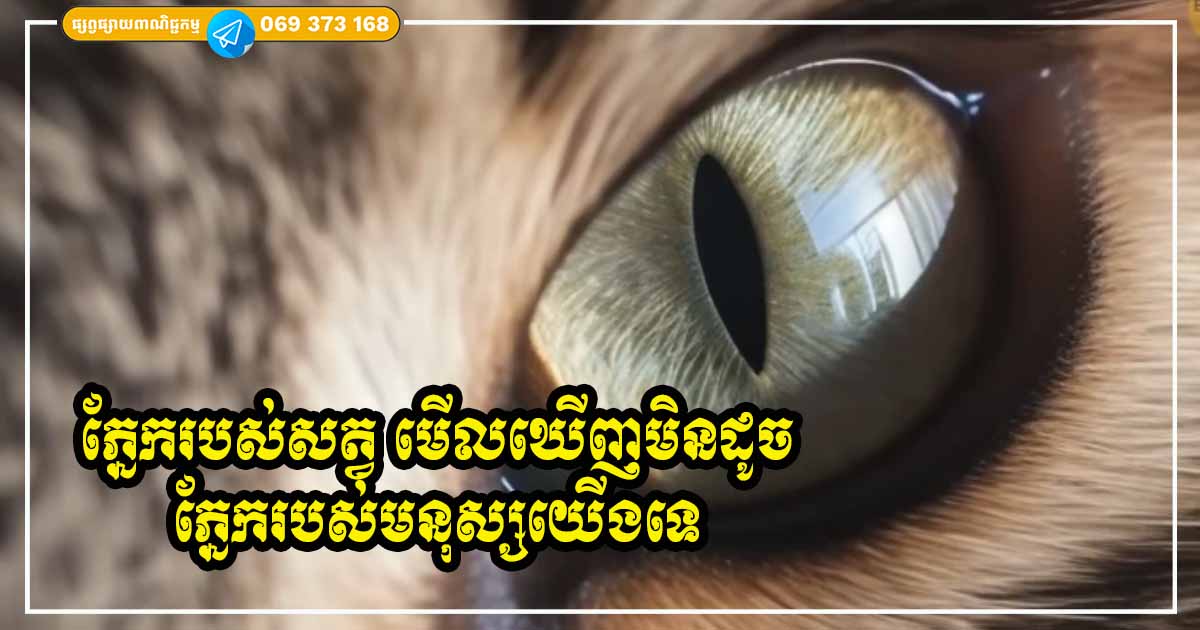 តើអ្នកដឹងទេថា! ការមើលតាមរយៈភ្នែករបស់សត្វនីមួយៗ មិនដូចការមើលឃើញរបស់មនុស្សយើងឡើយ