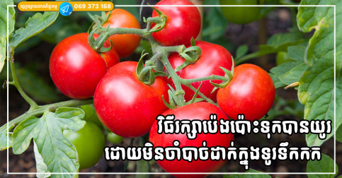រក្សាប៉េងប៉ោះតាមវិធីនេះ មិនបាច់ដាក់ក្នុងទូទឹកកក៏នៅតែស្រស់បានយូរ